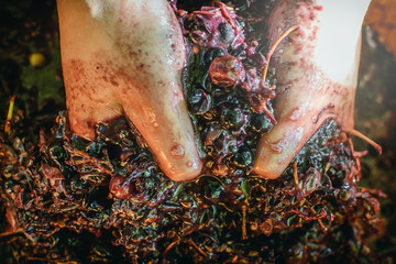 crushed grapes wine making