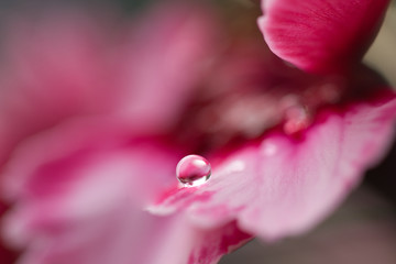 Water drop on pink flower petal macro