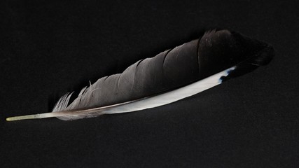 Flügelfeder eines Eichelhähers (Garrulus glandarius)
