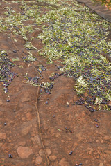 Olives in the harvest cloak