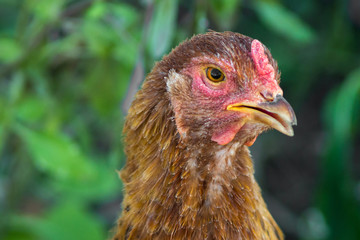 portrait of red chicken close-up