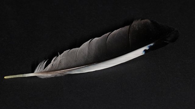 Fl&uuml;gelfeder eines Eichelh&auml;hers (Garrulus glandarius)