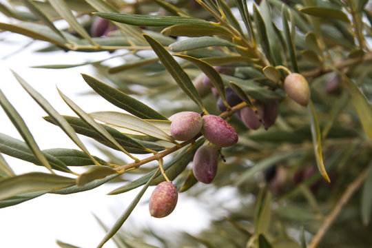 Picual olives in a branche