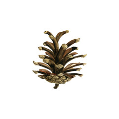 pine cone drawing in watercolor © cat_arch_angel
