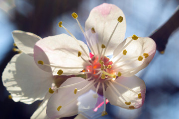 apricot flowers close up