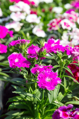 Fototapeta premium Close up beautiful Dianthus barbatus flower on garden