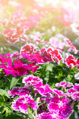 Obraz premium Close up beautiful Dianthus barbatus flower on garden
