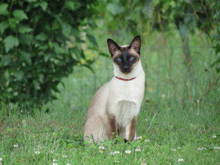 Seal point siamese cat