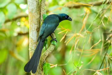 Racket-tailed Treepie (Crypsirina temia) on branch , Thailand