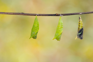 Obraz premium Chrysalis of Common jay butterfly ( Graphium doson) hanging on twig and green background