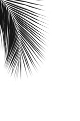 Obraz premium close up palm leaf isolated on pale white background