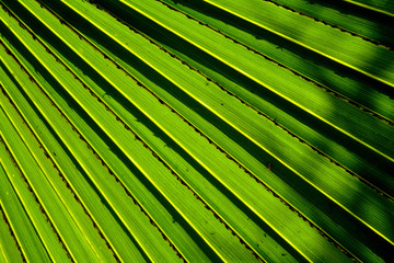 Lines and textures of green palm leaves