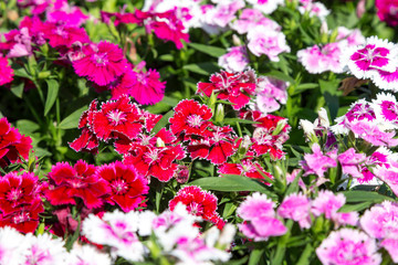 Close up beautiful Dianthus barbatus flower on garden