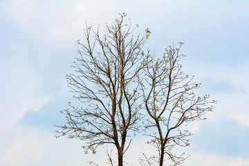 beautiful big tree on blue sky background