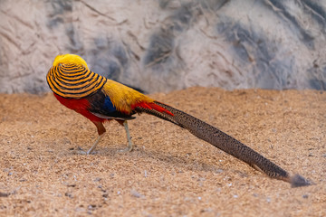 Colorful male Golden pheasant ducking head under neck plumage