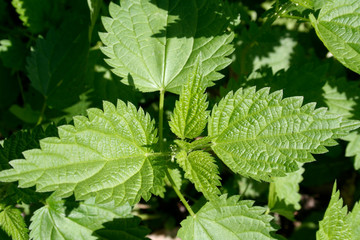 fresh mint leaves in the garden