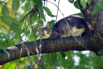 cat on the tree