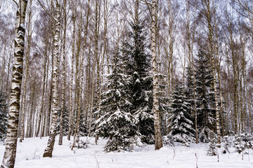 Zima w Narwiańskim Parku Narodowym © podlaski49