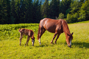 Foal with horse mom on the farm graze. Brown mare and foal grazing together in a pasture in the Carpathians in the summer.