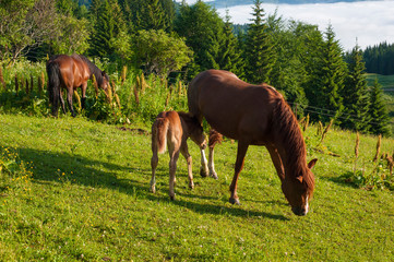 Obraz premium Foal with horse mom on the farm graze. Brown mare and foal grazing together in a pasture in the Carpathians in the summer.