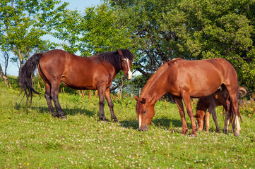 Fototapeta premium Foal with horse mom on the farm graze. Brown mare and foal grazing together in a pasture in the Carpathians in the summer.