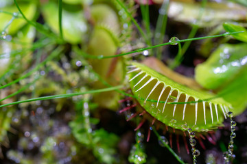 carnivorous predatory plant Venus flytrap - Dionaea muscipula.
