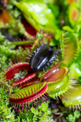 carnivorous predatory plant Venus flytrap - Dionaea muscipula.