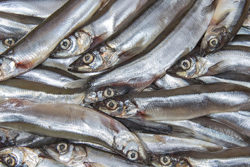 Fototapeta premium Heap of small seafish capelin