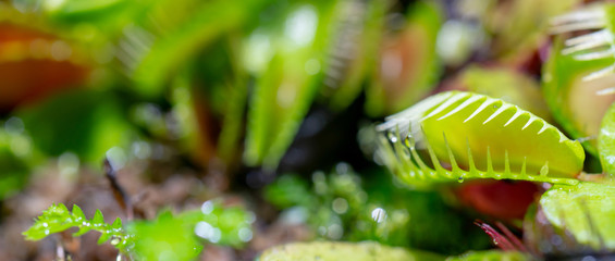 carnivorous predatory plant Venus flytrap - Dionaea muscipula. © sandipruel