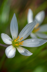 タマスダレの花