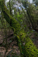 detail of tree in forest, green vegetation