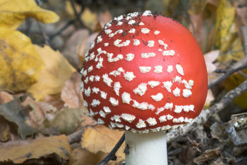 Close up of a young Fly agaric (Amanita muscaria) mushroom on the forest floor. Colorful autumn leaves in the background.