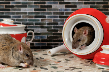 Close Two Rats Rattus Norvegicus