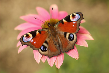 butterfly resting on pink flower