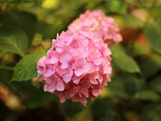 pnk hydrangea in the garden