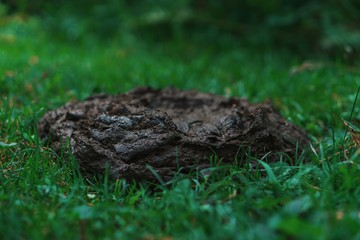 Dung after cow. Cow turd in bright green grass. On a pile of manure there are flies.