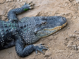 American alligator. Latin name - Alligator mississippiensis	