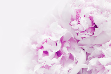 Close up of beautiful purple Peony flower with Copy space. Natural flowery background. Soft focus.