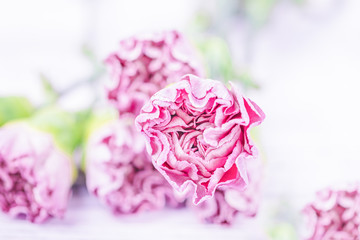Light pink purple carnation flowers on a white background