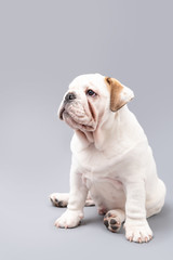  British Bulldog Puppy Photoshoot