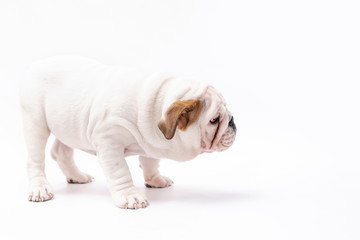  British Bulldog Puppy Photoshoot