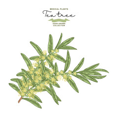 Hand drawn tea tree branches with flowers isolated on white background. Melaleuca plant. Vector botanical illustration.