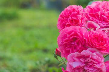 Bush of pink climbing roses in a garden.Pink roses in garden are blooming.Background blank for greeting card. Crad for 8 of march, happy birthday, wedding or Valentine's day.Bunch of pink rose flowers