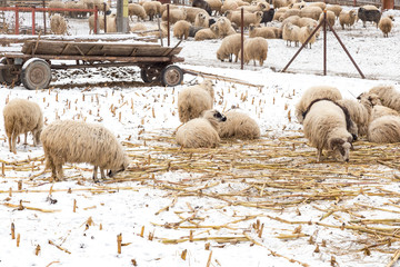 Grazing sheep (Ovis aries) eating in the winter day
