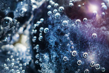 juicy fresh black grapes closeup