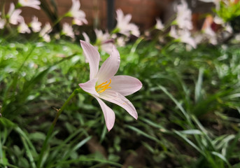 Pale soft pink flower with yellow stamens covered in pollen. Rain lily, Zephyranthes. Ornamental garden with bright grass.