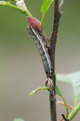 Closeup of a moth larva