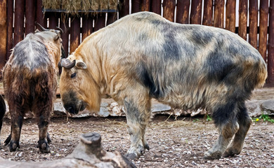 Takin in its enclosure near the fence. Latin name - Budorcas taxicolor