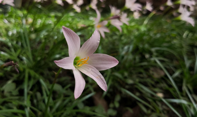 Pale pink flower, with soft petals and yellow stamens covered in pollen. Single blossom of rain lily, Zephyranthes. Ornamental garden with green grass background.