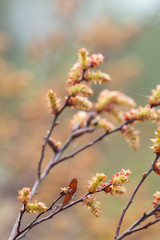 Blooming sweetgale, Myrica gale 